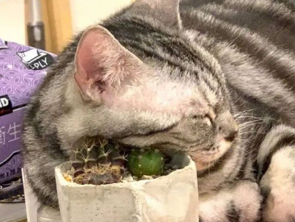 猫：听说你在外面到处造谣说我死了??(图1)