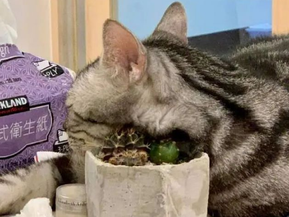 猫：听说你在外面到处造谣说我死了??(图2)