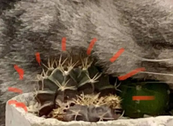 猫：听说你在外面到处造谣说我死了??(图3)