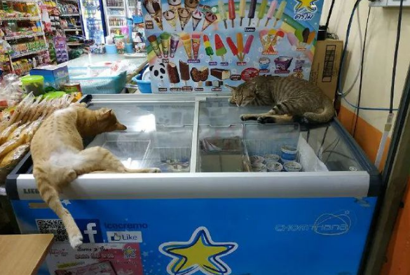 猫：听说你在外面到处造谣说我死了??(图4)