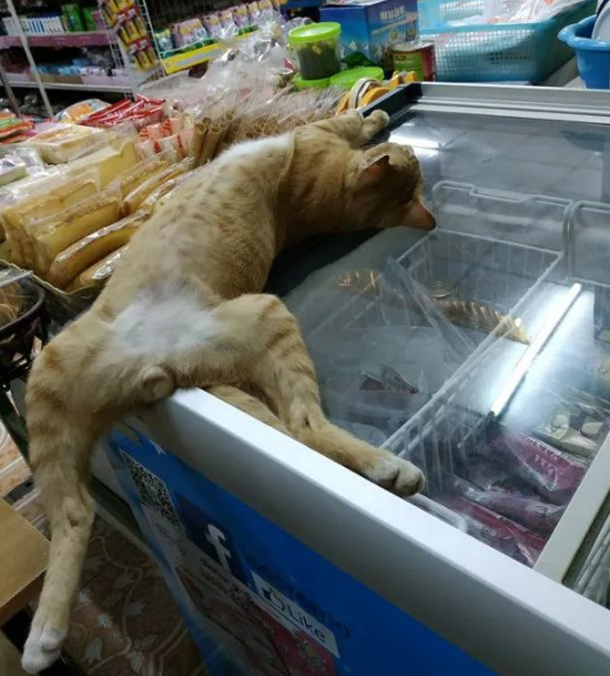 猫：听说你在外面到处造谣说我死了??(图5)