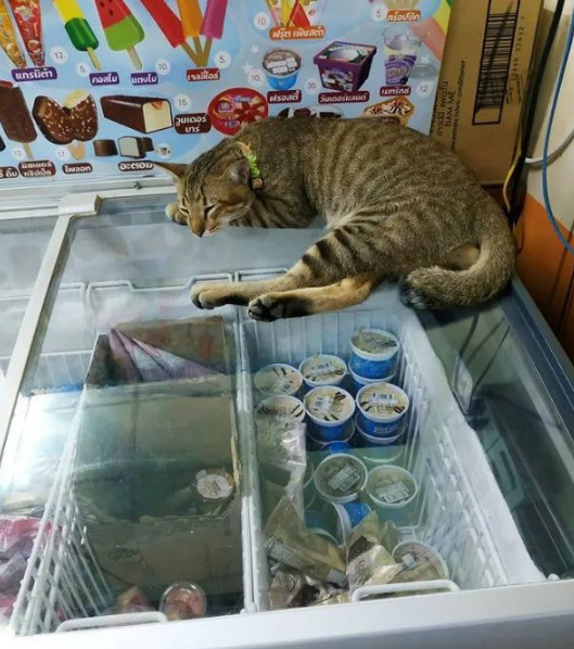 猫：听说你在外面到处造谣说我死了??(图6)