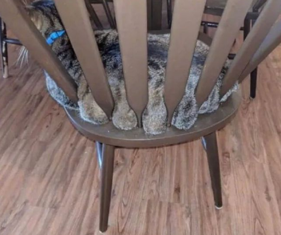 猫：听说你在外面到处造谣说我死了??(图7)