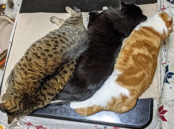 猫：听说你在外面到处造谣说我死了??(图8)