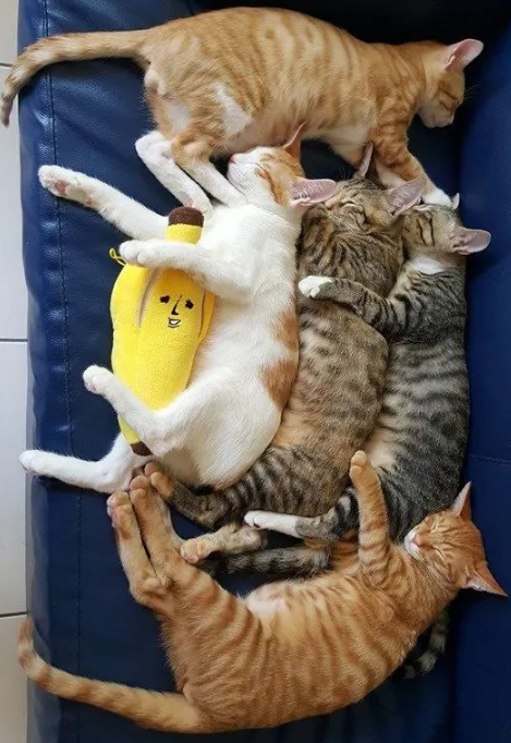 猫：听说你在外面到处造谣说我死了??(图9)