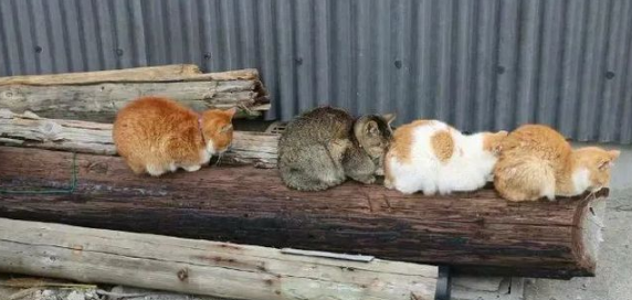 猫：听说你在外面到处造谣说我死了??(图10)