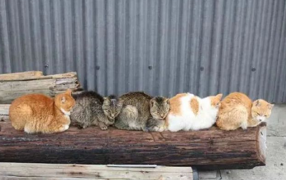 猫：听说你在外面到处造谣说我死了??(图11)