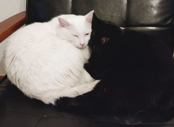 猫：听说你在外面到处造谣说我死了??(图12)