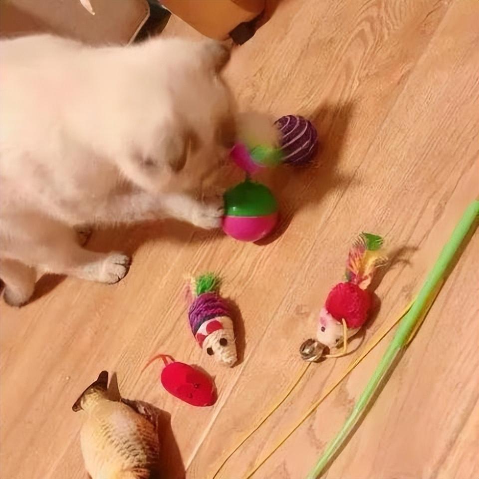 猫咪最喜欢的颜色可能是什么？会有最讨厌的颜色吗？(图1)