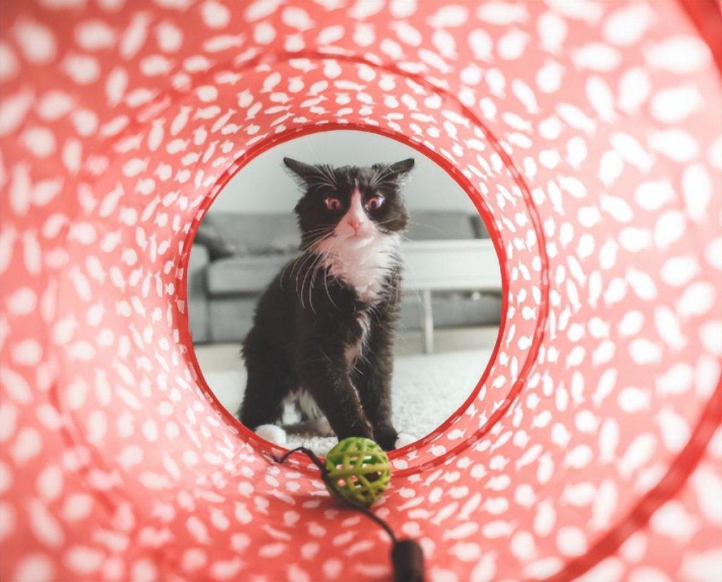 猫咪最喜欢的颜色可能是什么？会有最讨厌的颜色吗？(图3)