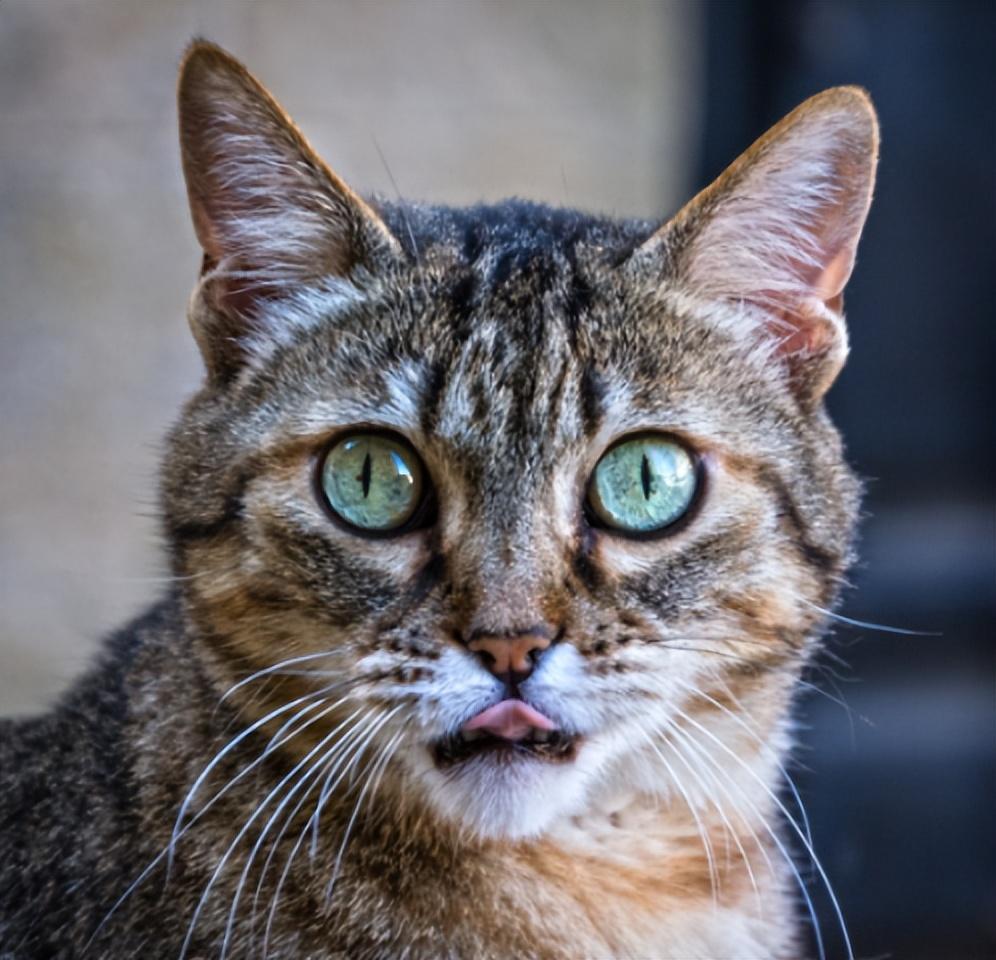 猫咪最喜欢的颜色可能是什么？会有最讨厌的颜色吗？(图2)