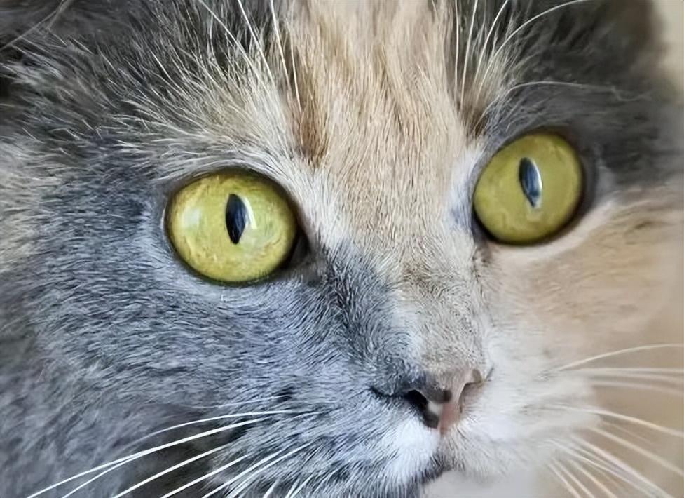 猫咪最喜欢的颜色可能是什么？会有最讨厌的颜色吗？(图5)