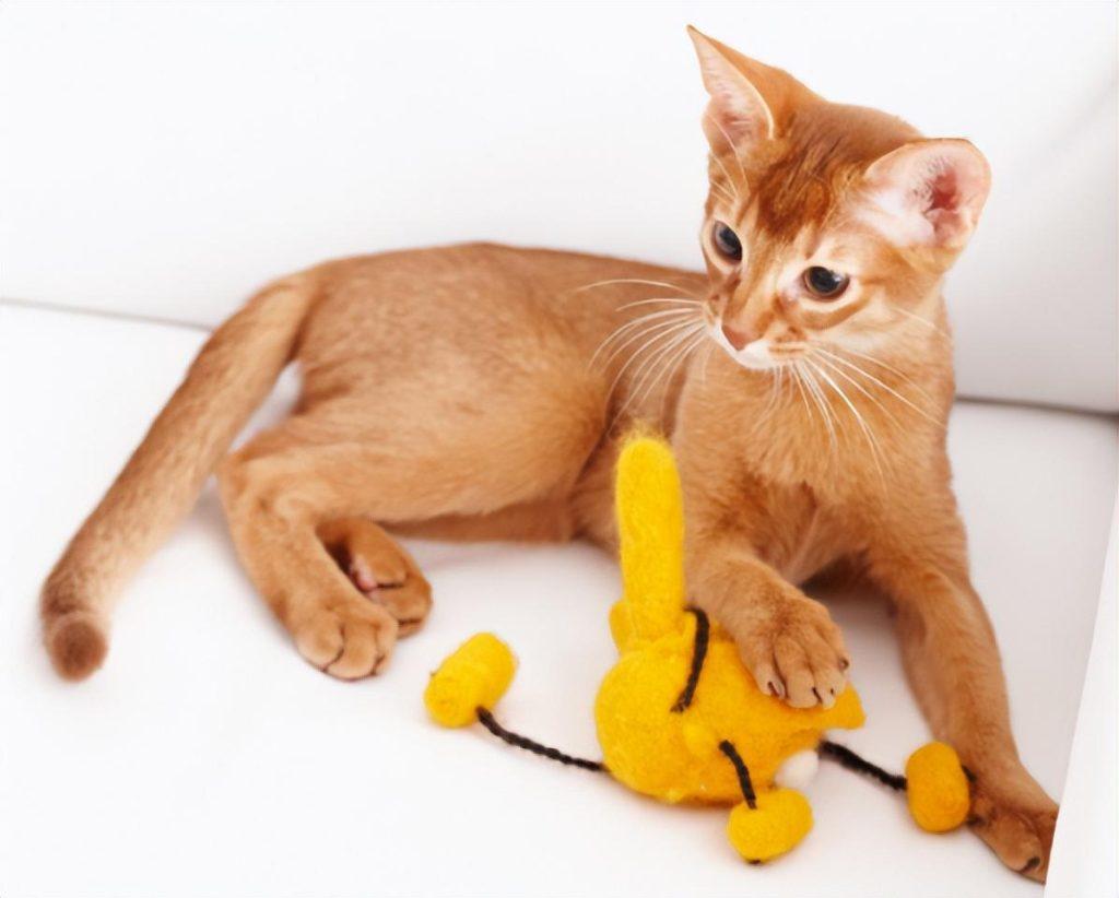 猫咪最喜欢的颜色可能是什么？会有最讨厌的颜色吗？(图6)