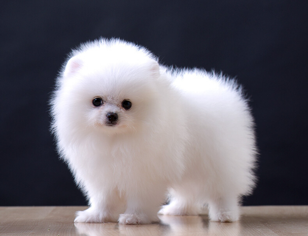 1个月幼犬比熊怎么喂养?怎样才能让它身体更健康?(一个多月的比熊宠物狗可以吃什么)(图1)