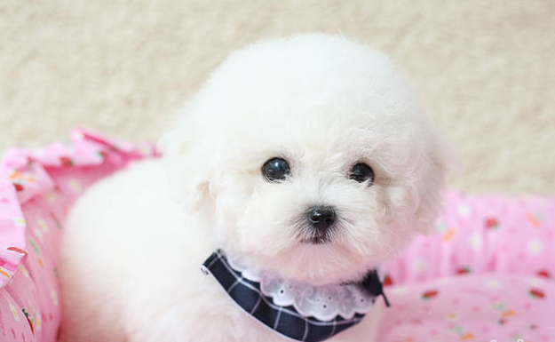 1个月幼犬比熊怎么喂养？怎样才能让它身体更健康？（一个多月的比熊宠物狗可以吃什么）(图5)