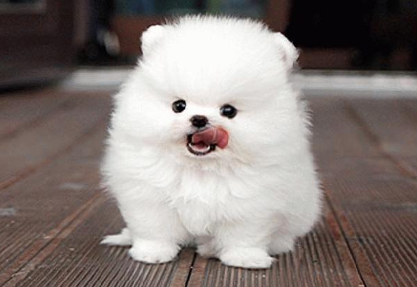 1个月幼犬比熊怎么喂养?怎样才能让它身体更健康?(一个多月的比熊宠物狗可以吃什么)(图3)