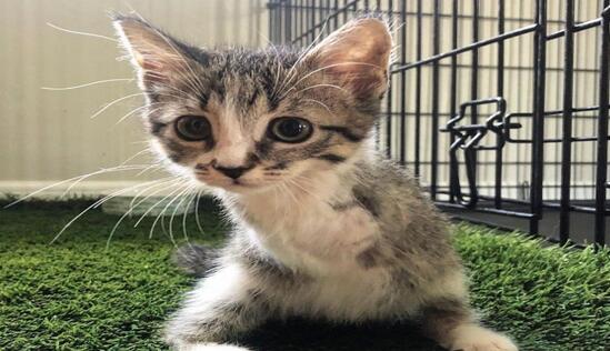 世界上跑得最快的两条腿小猫(图1)