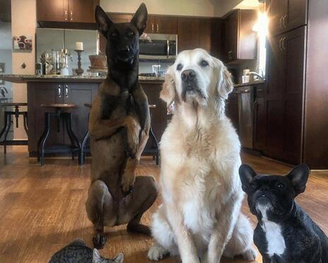 世界上跑得最快的两条腿小猫(图3)