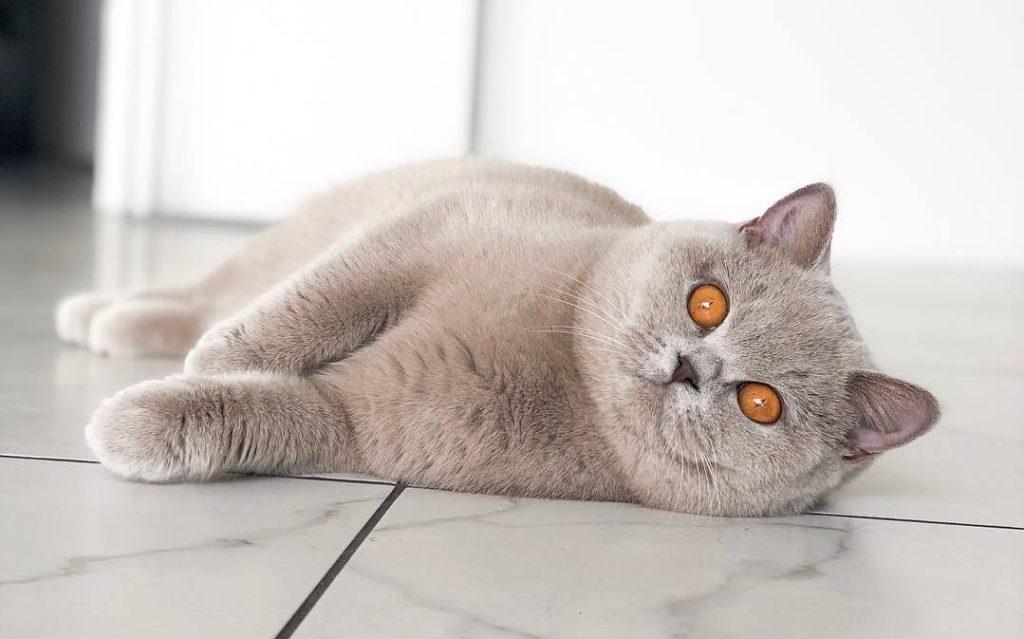 新手养猫，学会这套家庭体检，猫咪健康指数大增(图1)