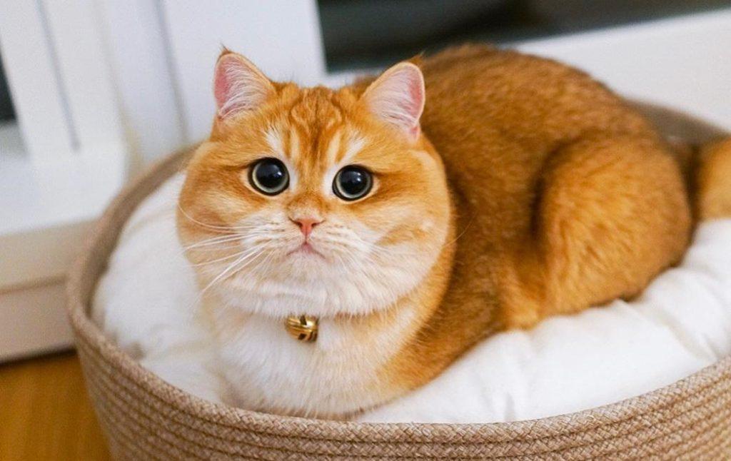 新手养猫，学会这套家庭体检，猫咪健康指数大增(图2)