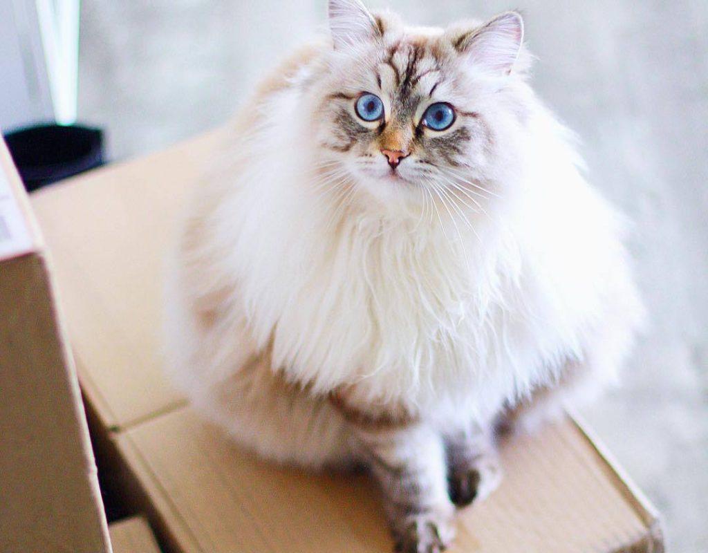 新手养猫，学会这套家庭体检，猫咪健康指数大增(图3)