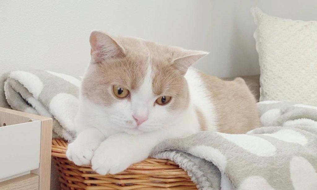 新手养猫，学会这套家庭体检，猫咪健康指数大增(图4)