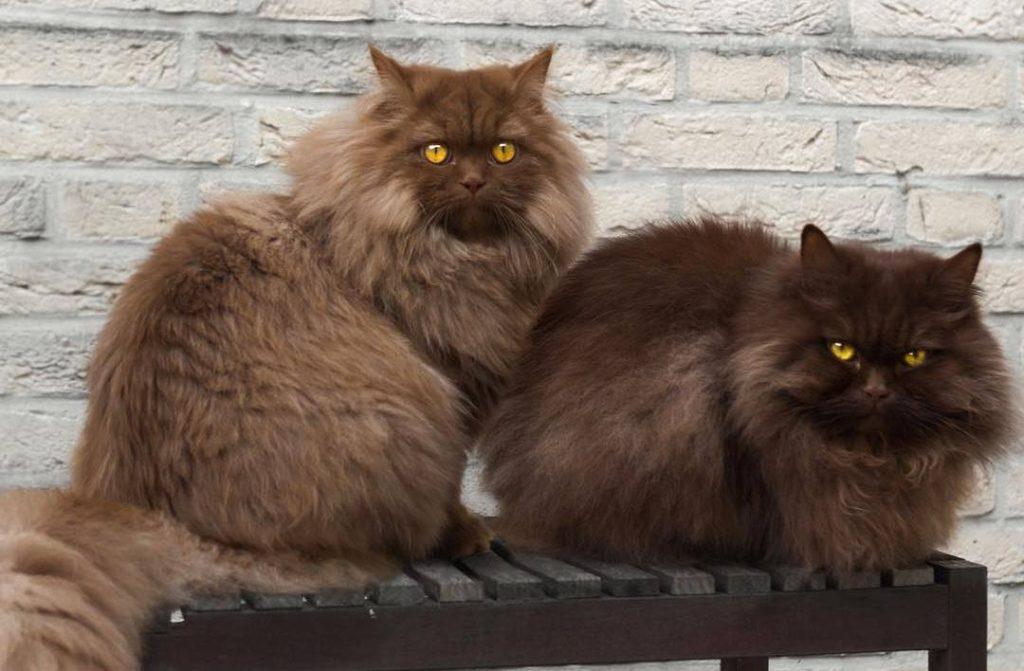 新手养猫，学会这套家庭体检，猫咪健康指数大增(图5)