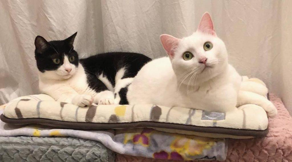 新手养猫，学会这套家庭体检，猫咪健康指数大增(图6)