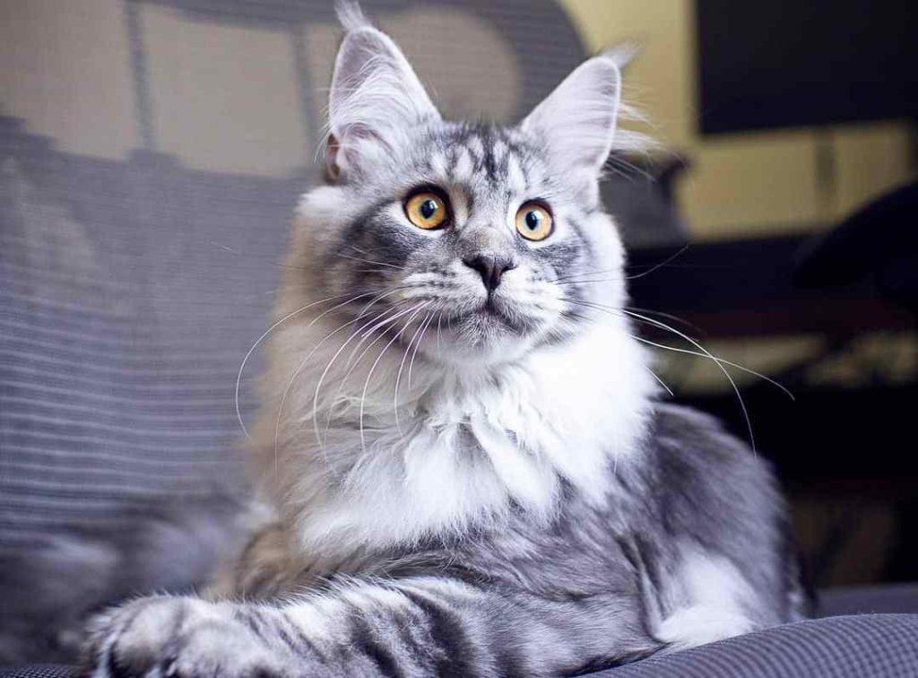 新手养猫，学会这套家庭体检，猫咪健康指数大增(图7)