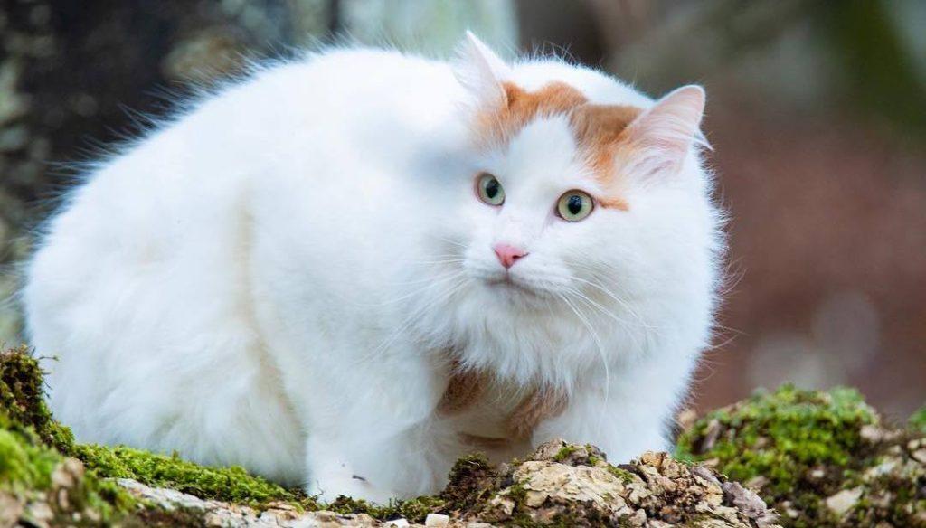 新手养猫，学会这套家庭体检，猫咪健康指数大增(图9)