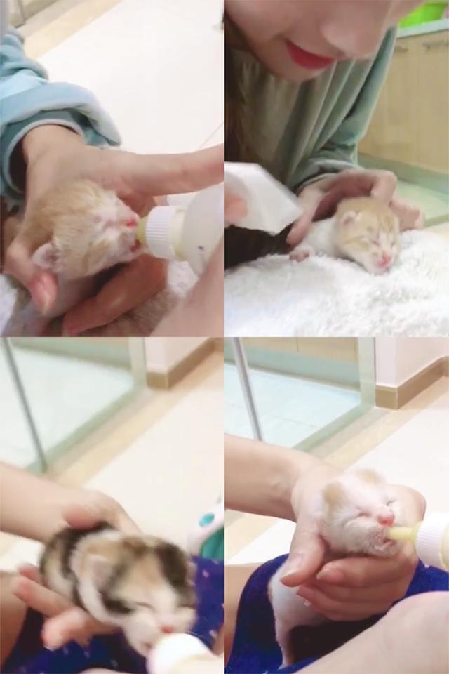 你觉得如何饲养小奶猫才对呢？成功喂养四只奶猫的经验分享(图4)