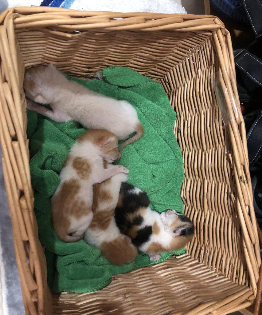 你觉得如何饲养小奶猫才对呢？成功喂养四只奶猫的经验分享(图6)