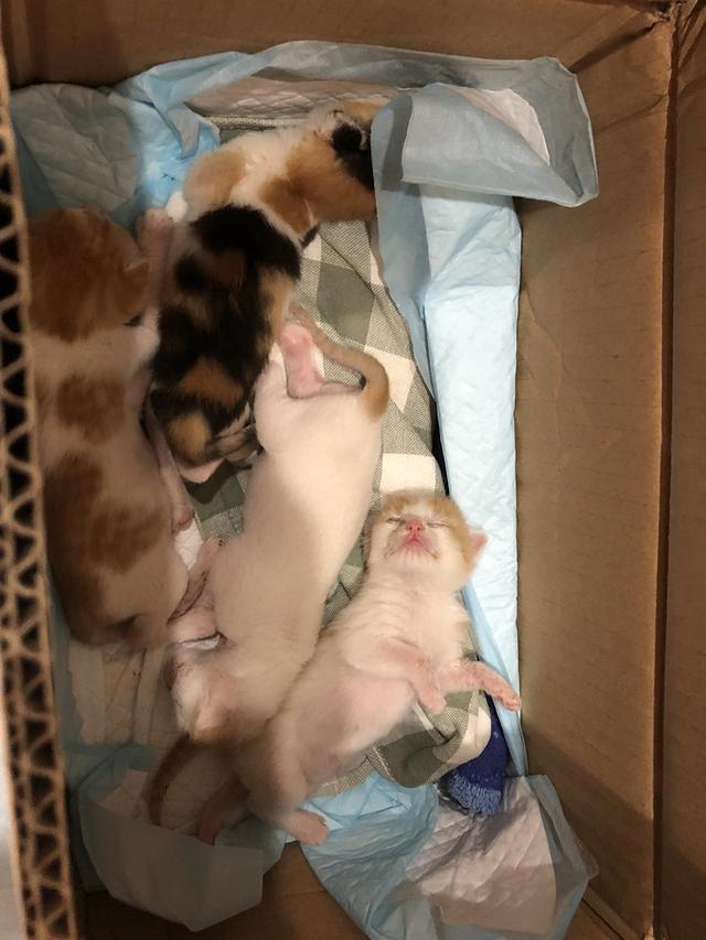 你觉得如何饲养小奶猫才对呢？成功喂养四只奶猫的经验分享(图13)