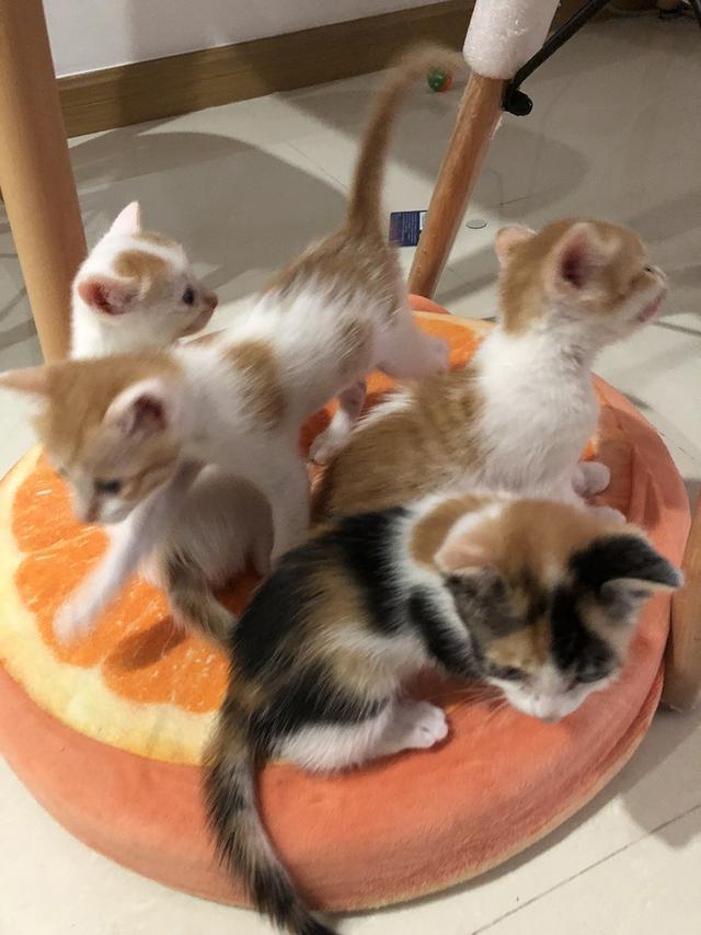 你觉得如何饲养小奶猫才对呢？成功喂养四只奶猫的经验分享(图16)