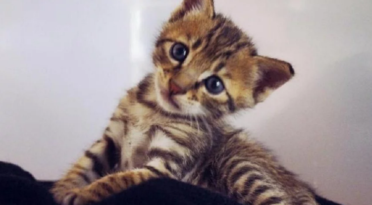 中国宠物猫排行榜top5，第1-3名养得太多了，你家也是吗(图1)