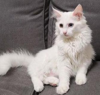 克隆猫，这一次我要给你温暖平安的一生(图1)