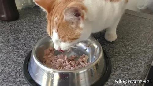 猫一个月能吃多少猫粮？大概要花多少钱？(图1)