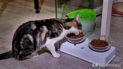 猫一个月能吃多少猫粮？大概要花多少钱？(图2)