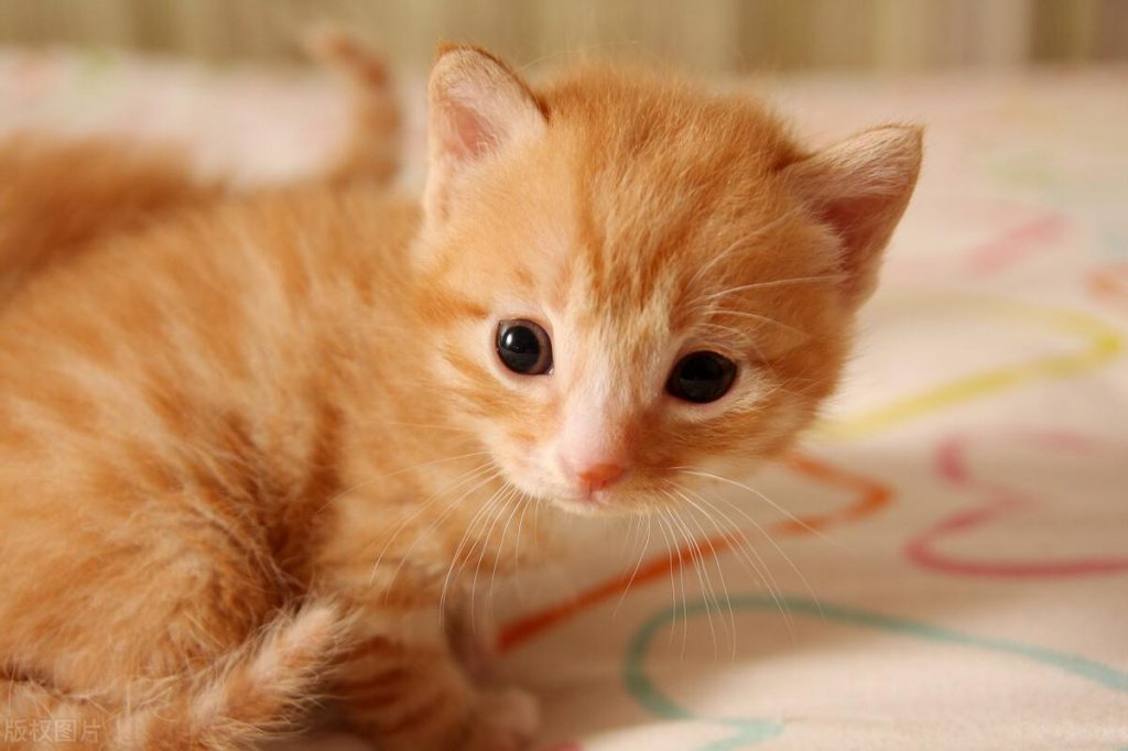 不知道怎样给猫咪接生，快看过来（给猫咪接生的方法）(图1)