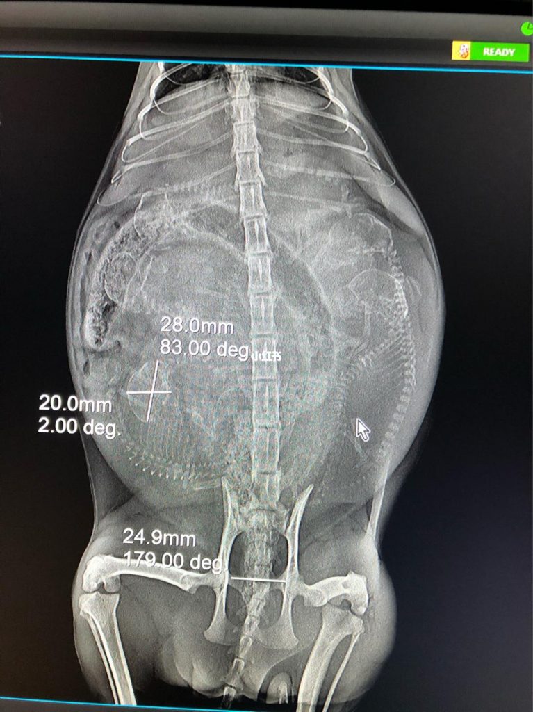 不知道怎样给猫咪接生，快看过来（给猫咪接生的方法）(图4)
