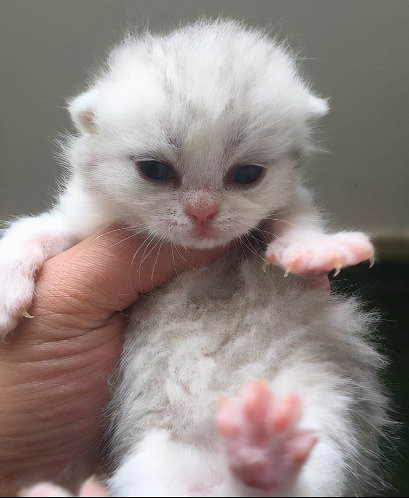 不知道怎样给猫咪接生，快看过来（给猫咪接生的方法）(图5)