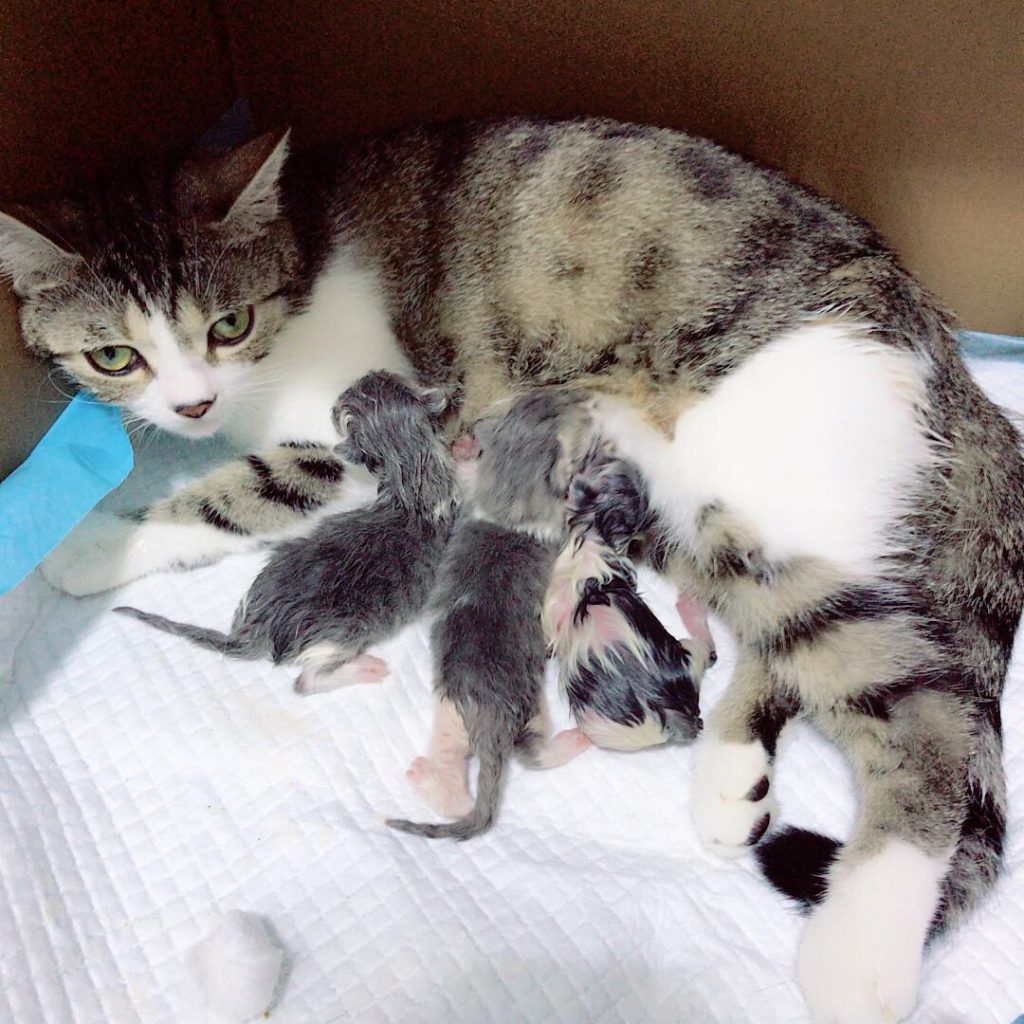 不知道怎样给猫咪接生，快看过来（给猫咪接生的方法）(图7)