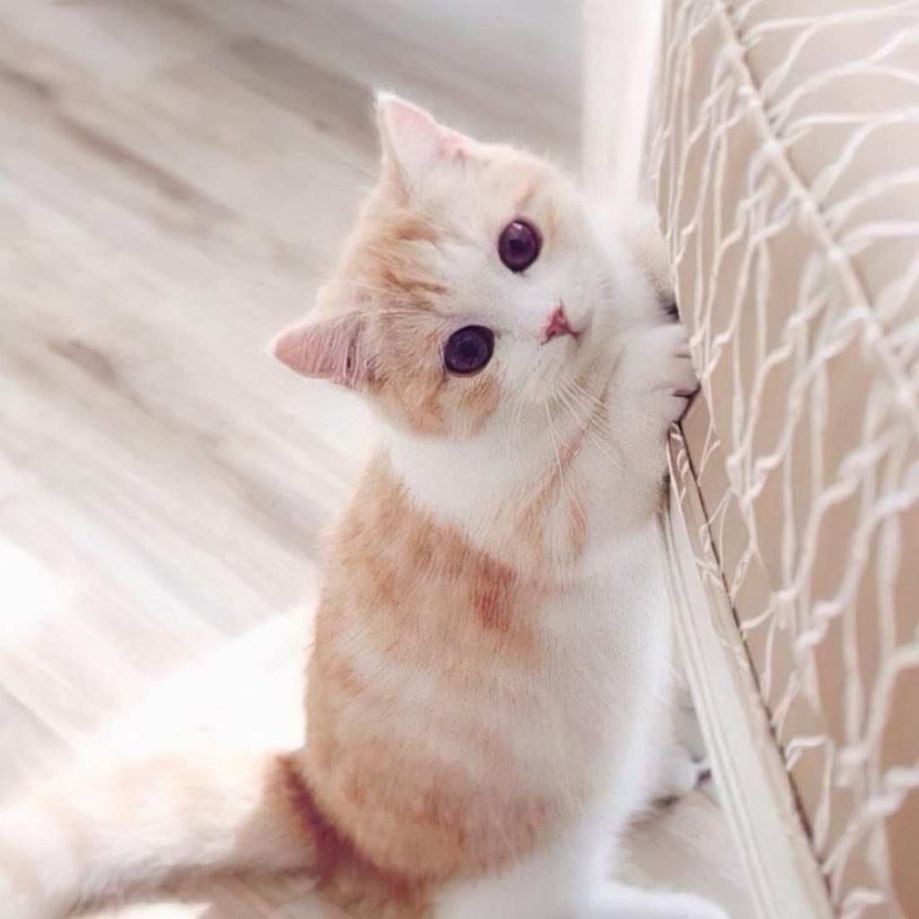 不知道怎样给猫咪接生，快看过来（给猫咪接生的方法）(图11)