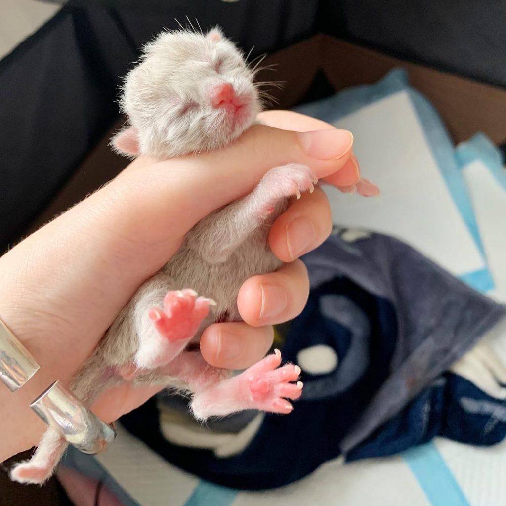 不知道怎样给猫咪接生，快看过来（给猫咪接生的方法）(图8)