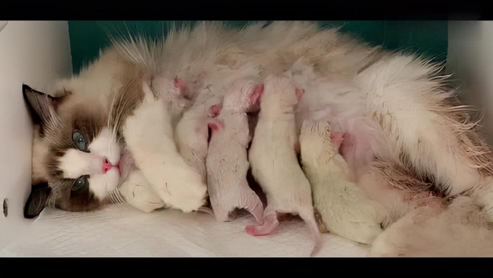 不知道怎样给猫咪接生，快看过来（给猫咪接生的方法）(图9)