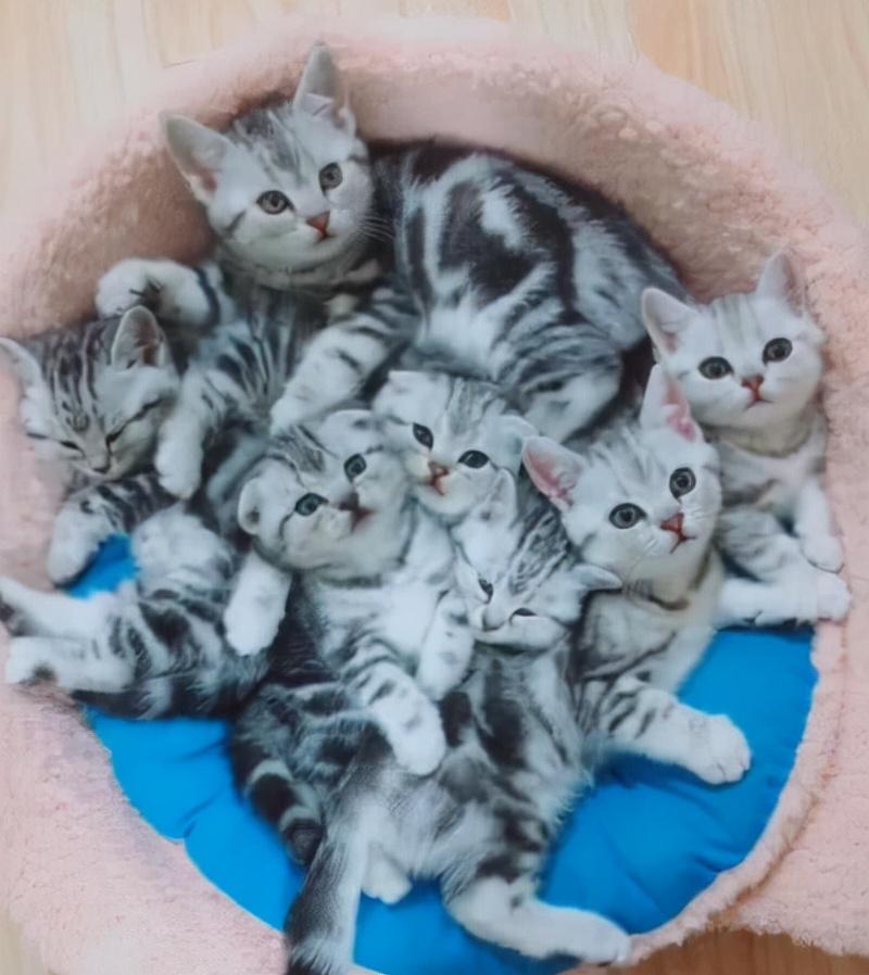 不知道怎样给猫咪接生，快看过来（给猫咪接生的方法）(图10)