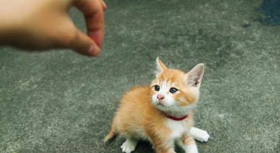 网友出门散步，捡到只被抛弃的小猫，两个月后越看越萌(图1)