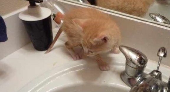 网友出门散步，捡到只被抛弃的小猫，两个月后越看越萌(图2)