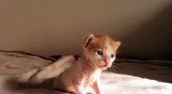 网友出门散步，捡到只被抛弃的小猫，两个月后越看越萌(图3)