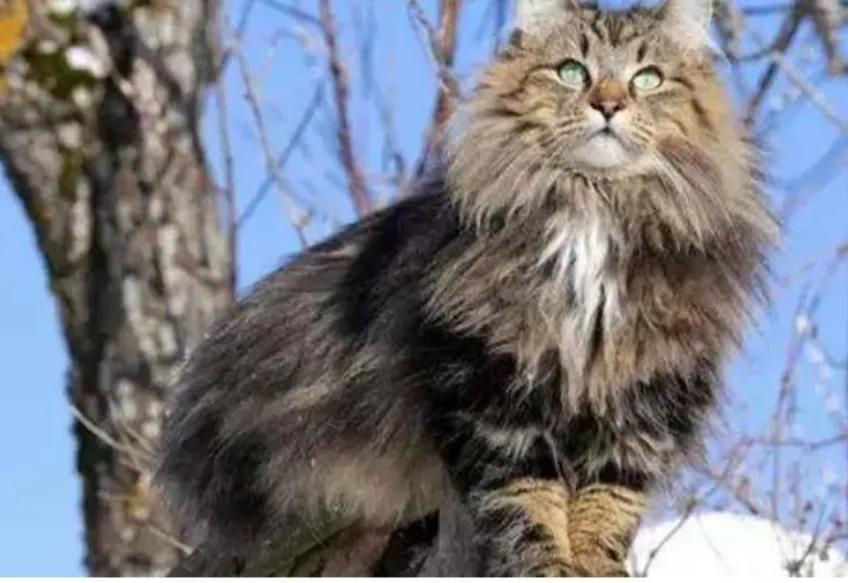 挪威森林猫多少钱一只？挪威森林猫的价格及日常饲养(图1)